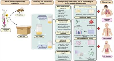 In vitro testing of honey quality and biological functionality: underestimated elements in the clinical testing of honey